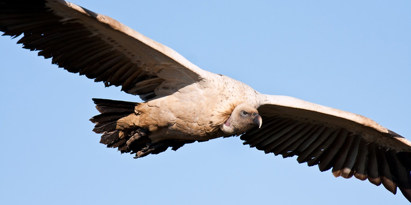 SB_bigstock-Vulture-Soaring