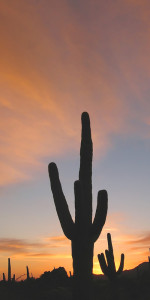 SB_bigstock-Arizona-Desert-