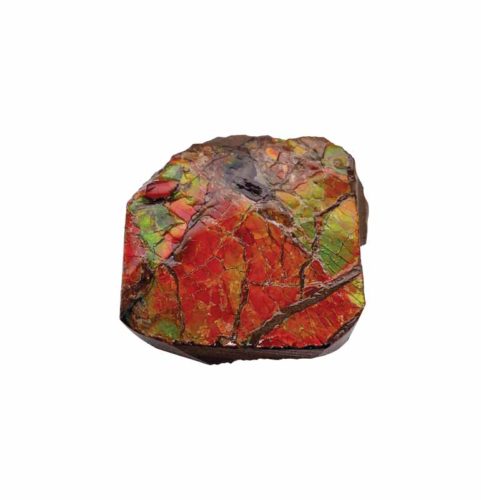 Ammolite specimen from Calgary.