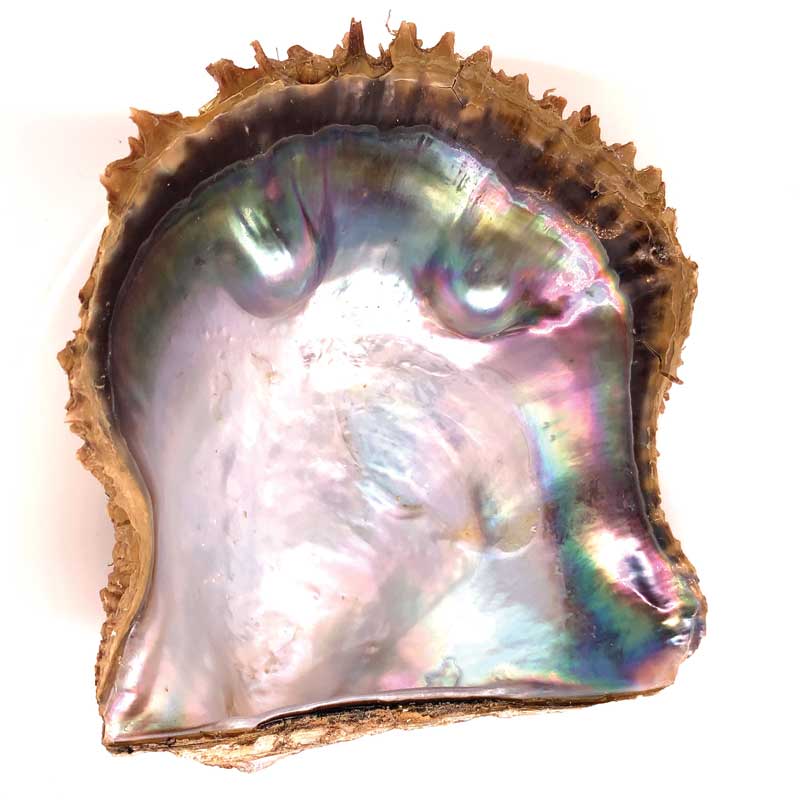 Oyster Pteria Sterna (rainbow-lipped), a mollusk for black/Tahitian pearls.